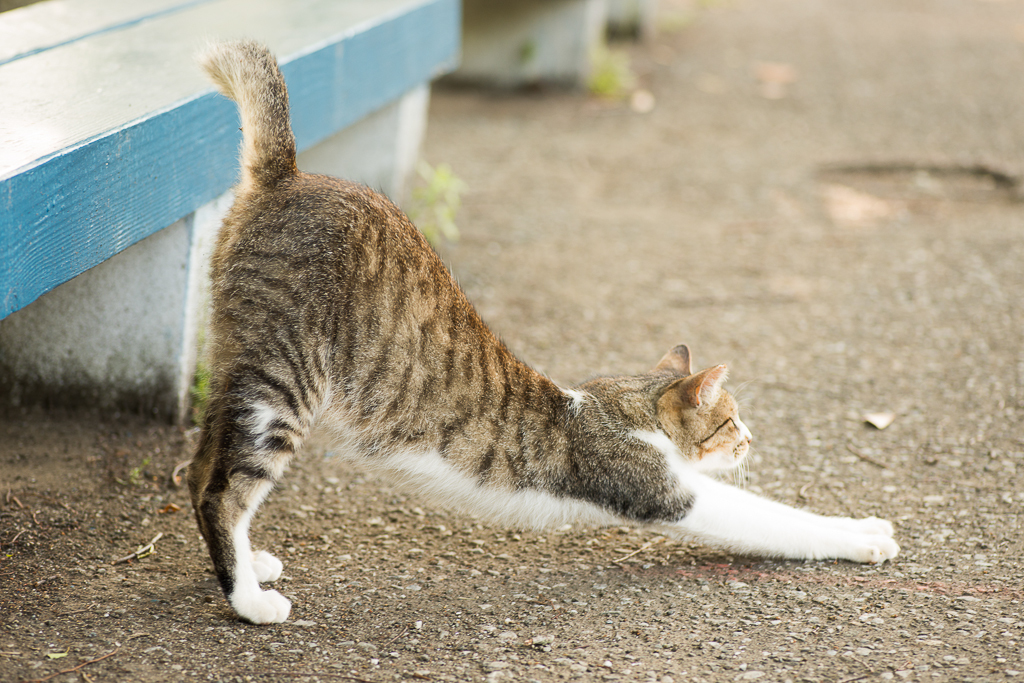 猫ちゃん　のびのび～