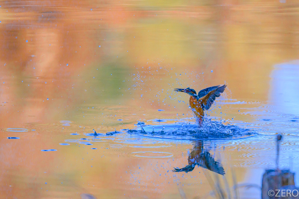 新春REFLECTION
