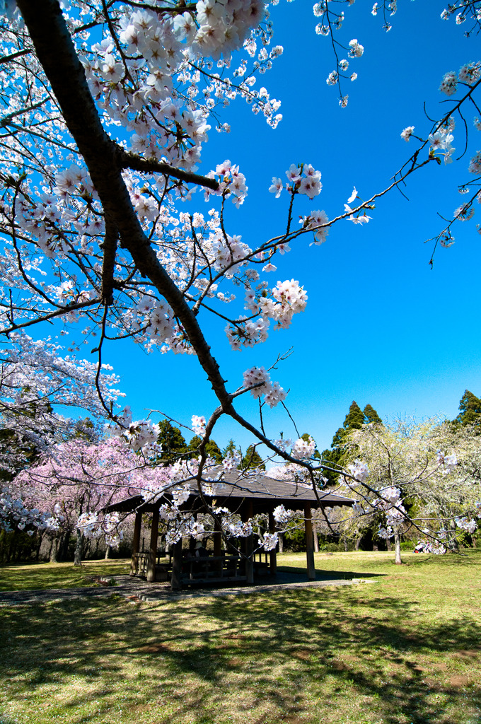 桜