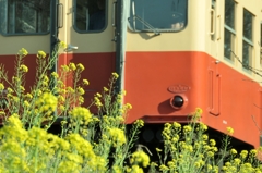 菜の花と小湊鉄道