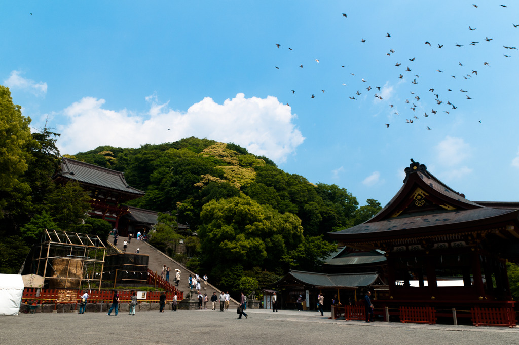 鶴岡八幡宮の鳩