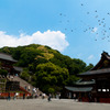 鶴岡八幡宮の鳩