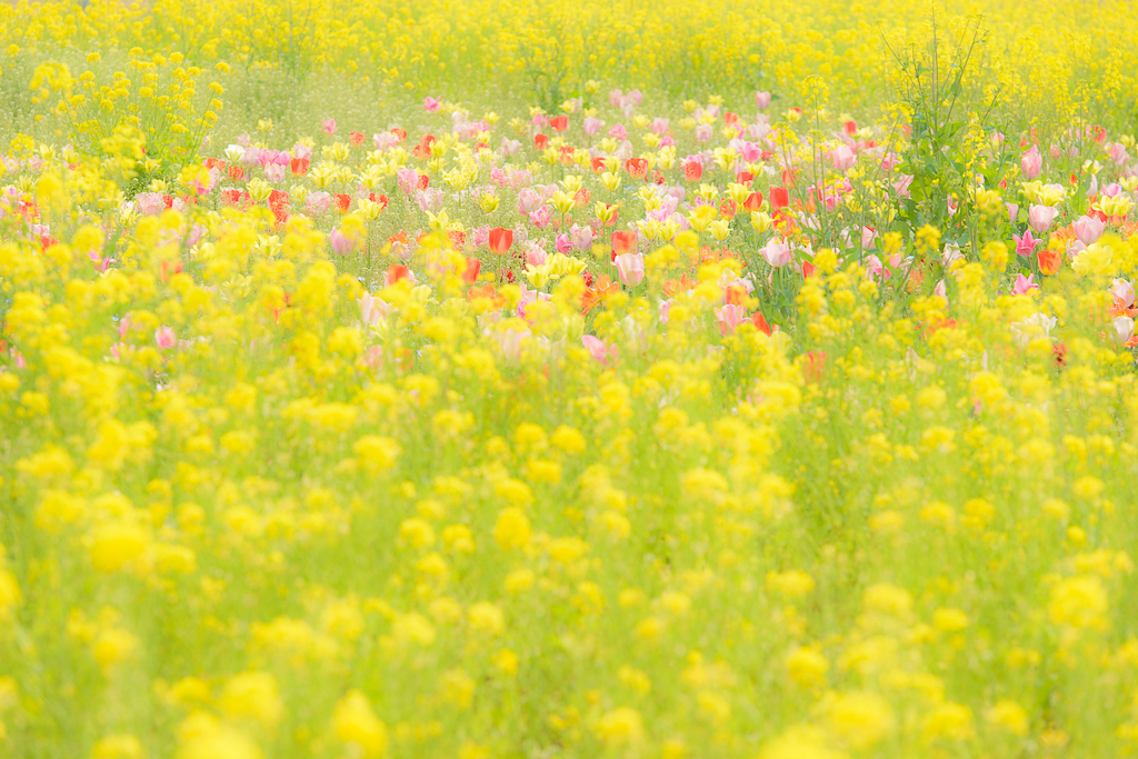 菜の花の中のチューリップ