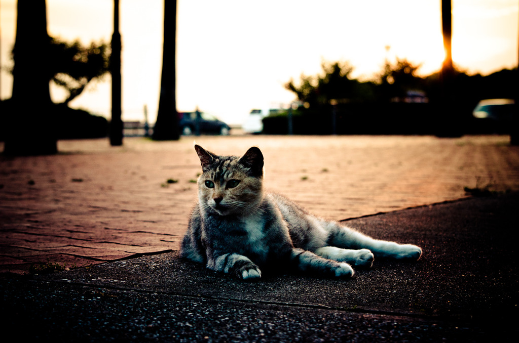 野良猫