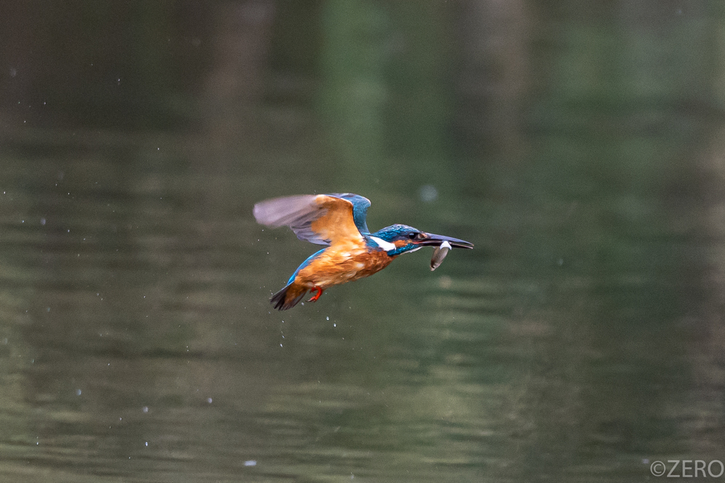 鮮魚空輸中2