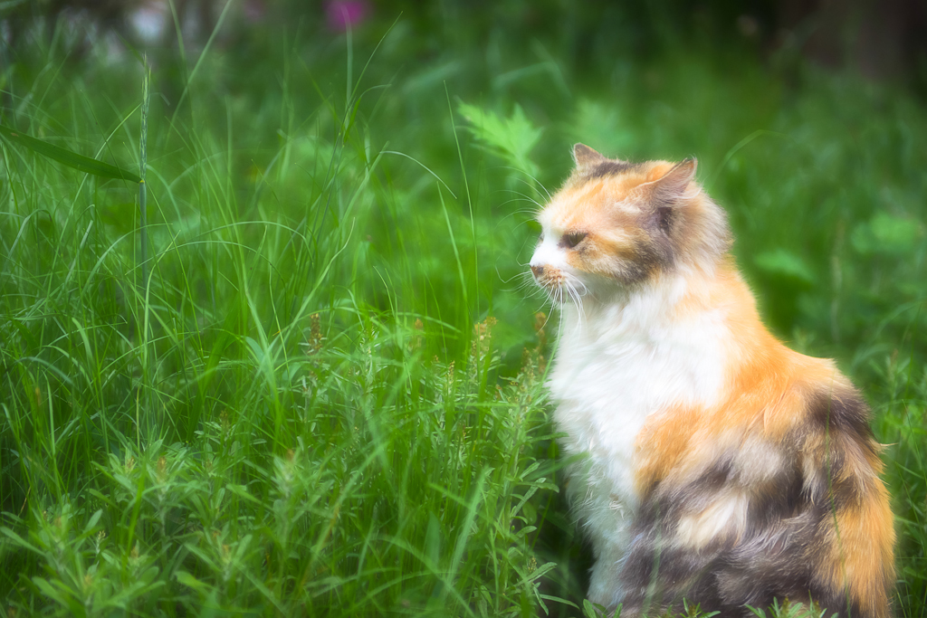 草むらの猫