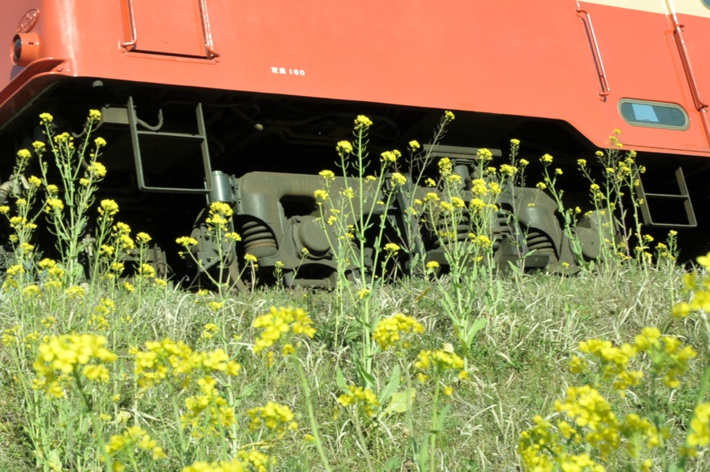 菜の花と小湊鉄道