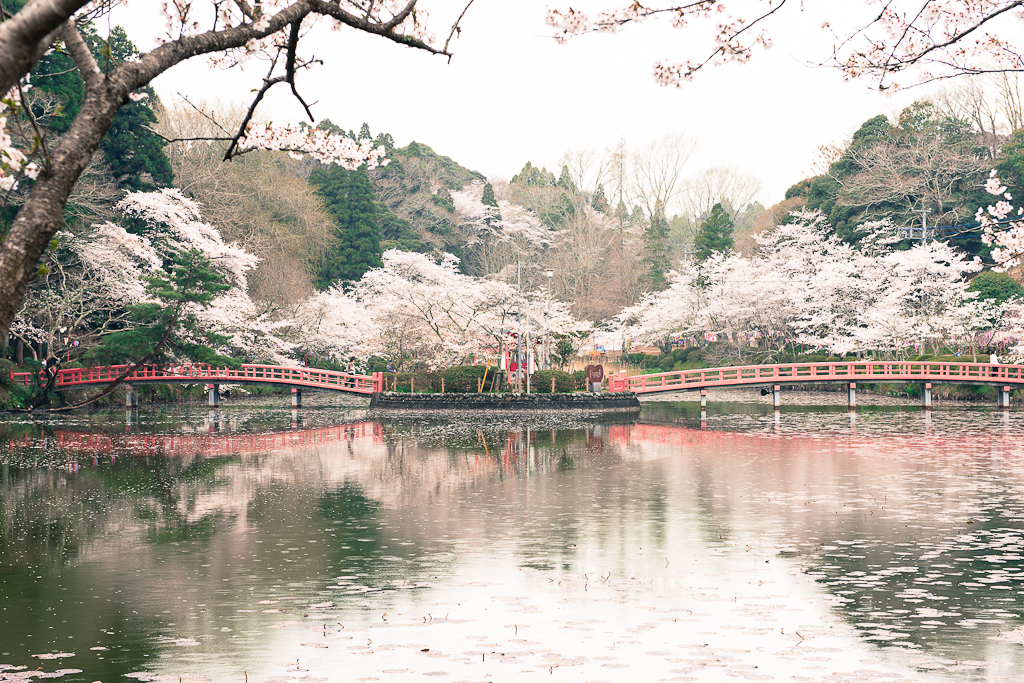 弁天湖の桜２
