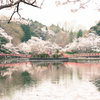 弁天湖の桜２