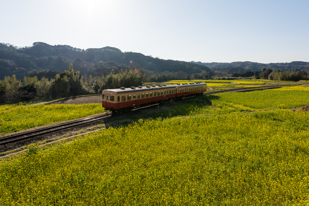 小湊鐡道・石神菜の花