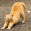 猫の背伸び２