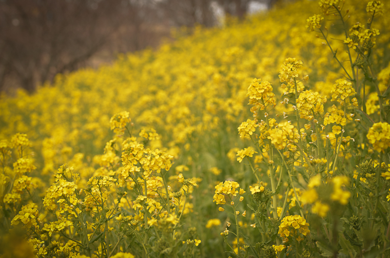 菜の花