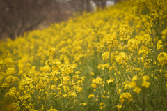 菜の花