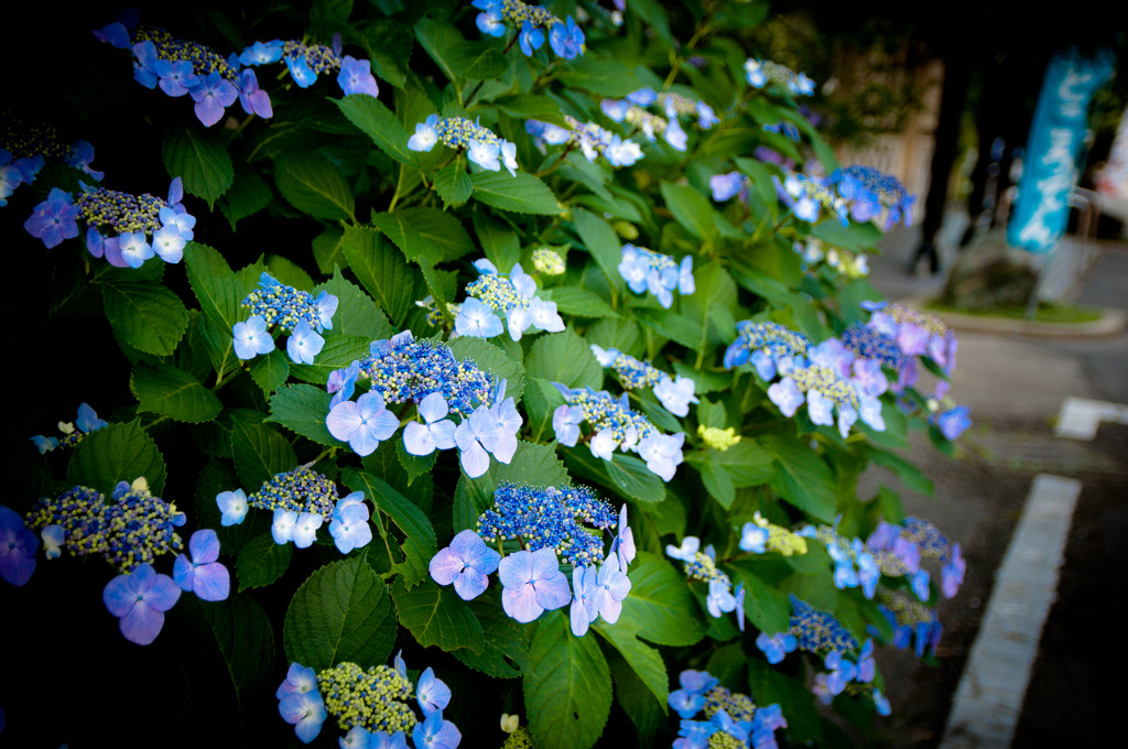 紫陽花