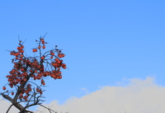冬空と柿
