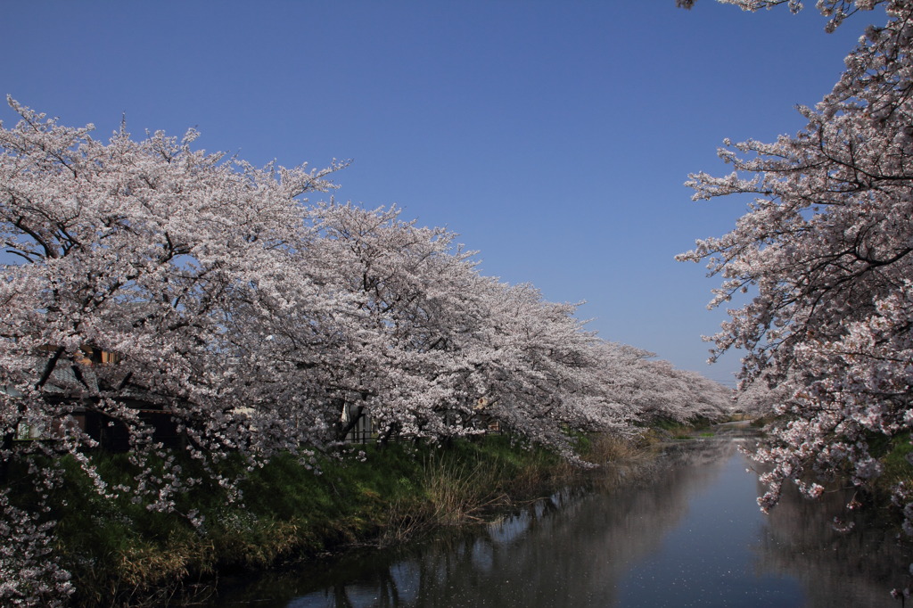 桜とせせらぎ