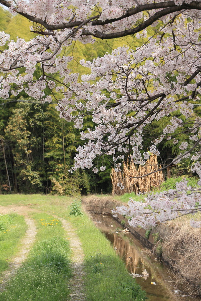 桜咲く路