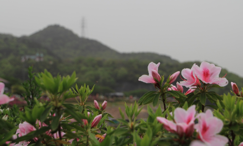 つつじと尾張富士