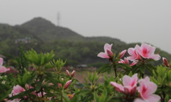 つつじと尾張富士