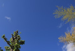 青空と銀杏と竹