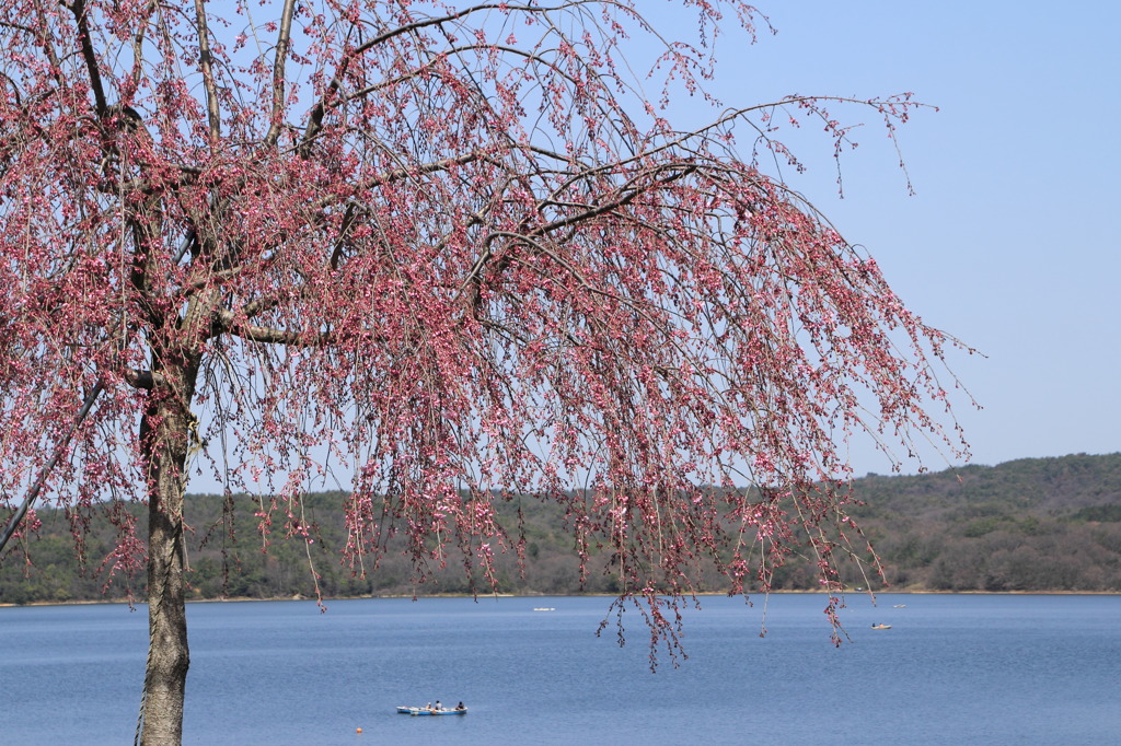 しだれ桜と入鹿池