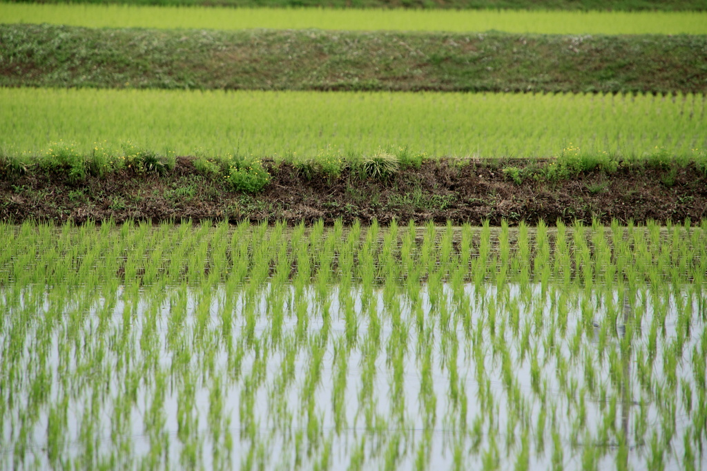 田んぼ