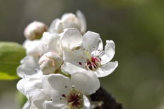 まめなしの花