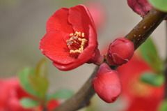 木瓜