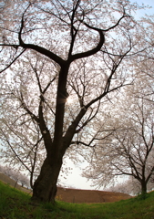 桜１