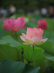 蓮　in 高田公園