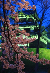  高田公園 夜桜とお城