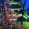  高田公園 夜桜とお城