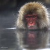 地獄谷の猿たち３
