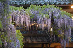 北方博物館　フジの花