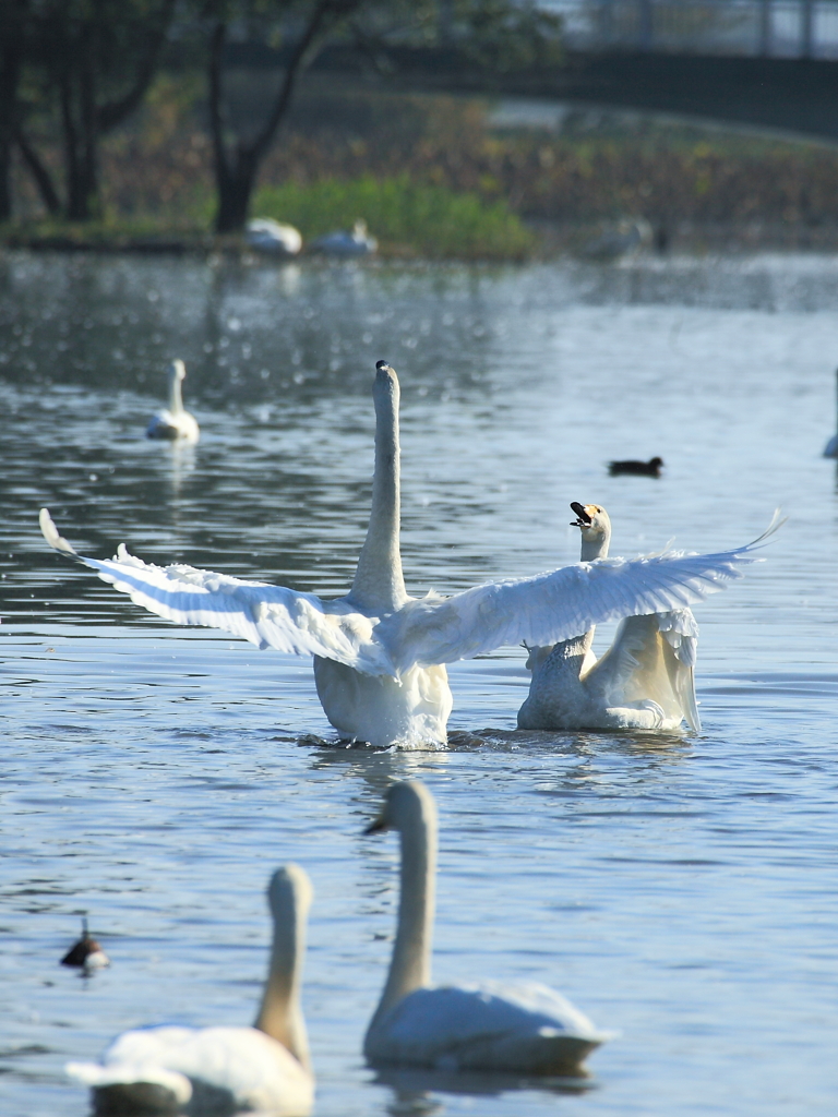 Swan in瓢湖