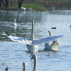 Swan in瓢湖