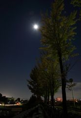 銀杏と月の校庭