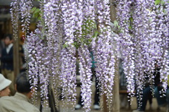 北方博物館　フジの花