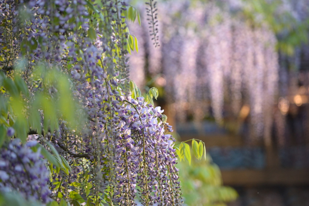 北方博物館　フジの花