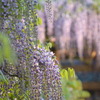北方博物館　フジの花