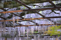 北方博物館　フジの花