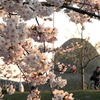 桜と『浴火鳳凰』