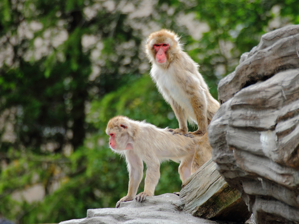 子孫繁栄！何に見てんだ！