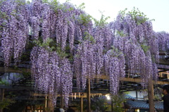 北方博物館　フジの花