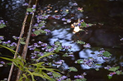 北方博物館　フジの花
