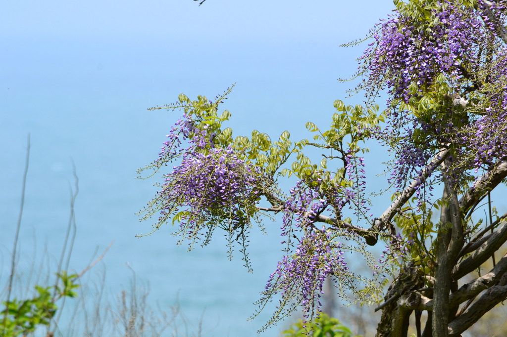 海に映えるフジ