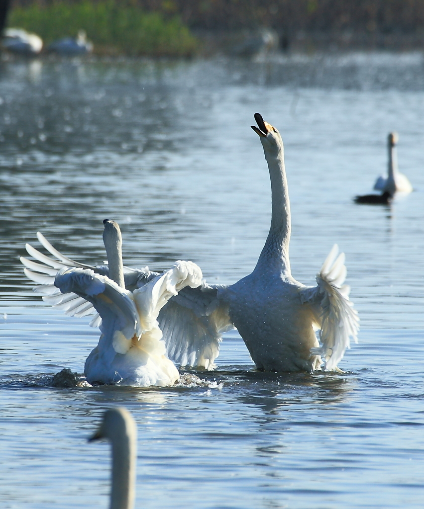 求愛、白鳥 in瓢湖　
