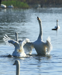 求愛、白鳥 in瓢湖　