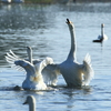 求愛、白鳥 in瓢湖　