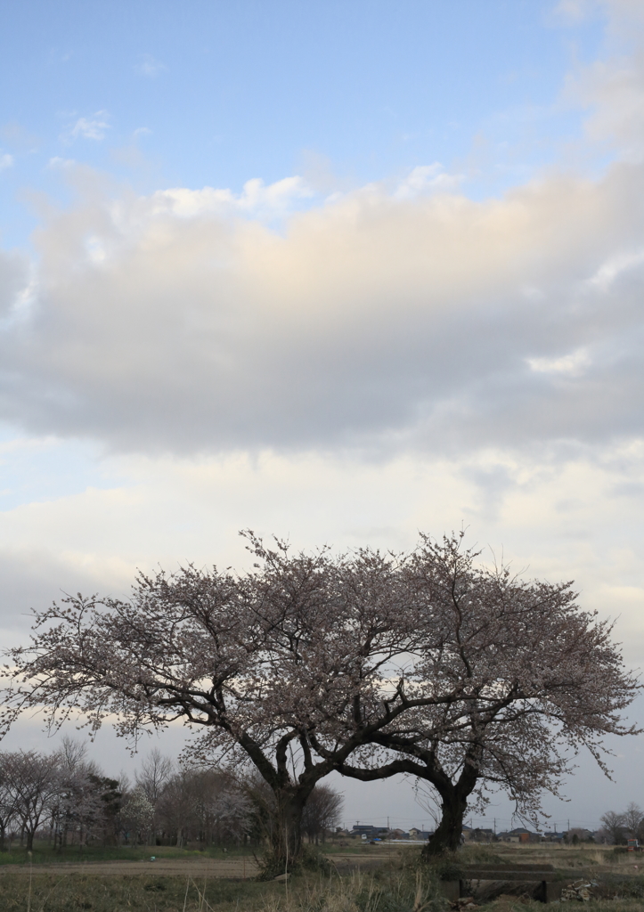 夫婦桜　上堰潟　